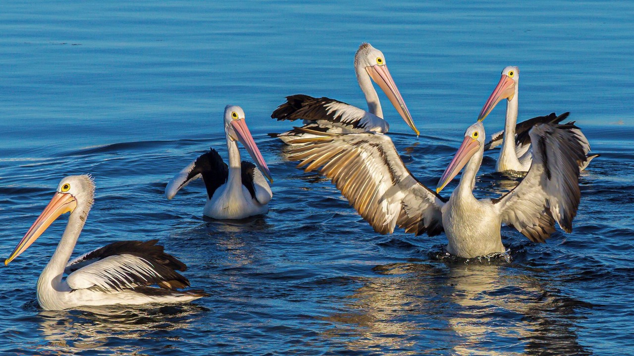 Photo of Others in Lake Wangary