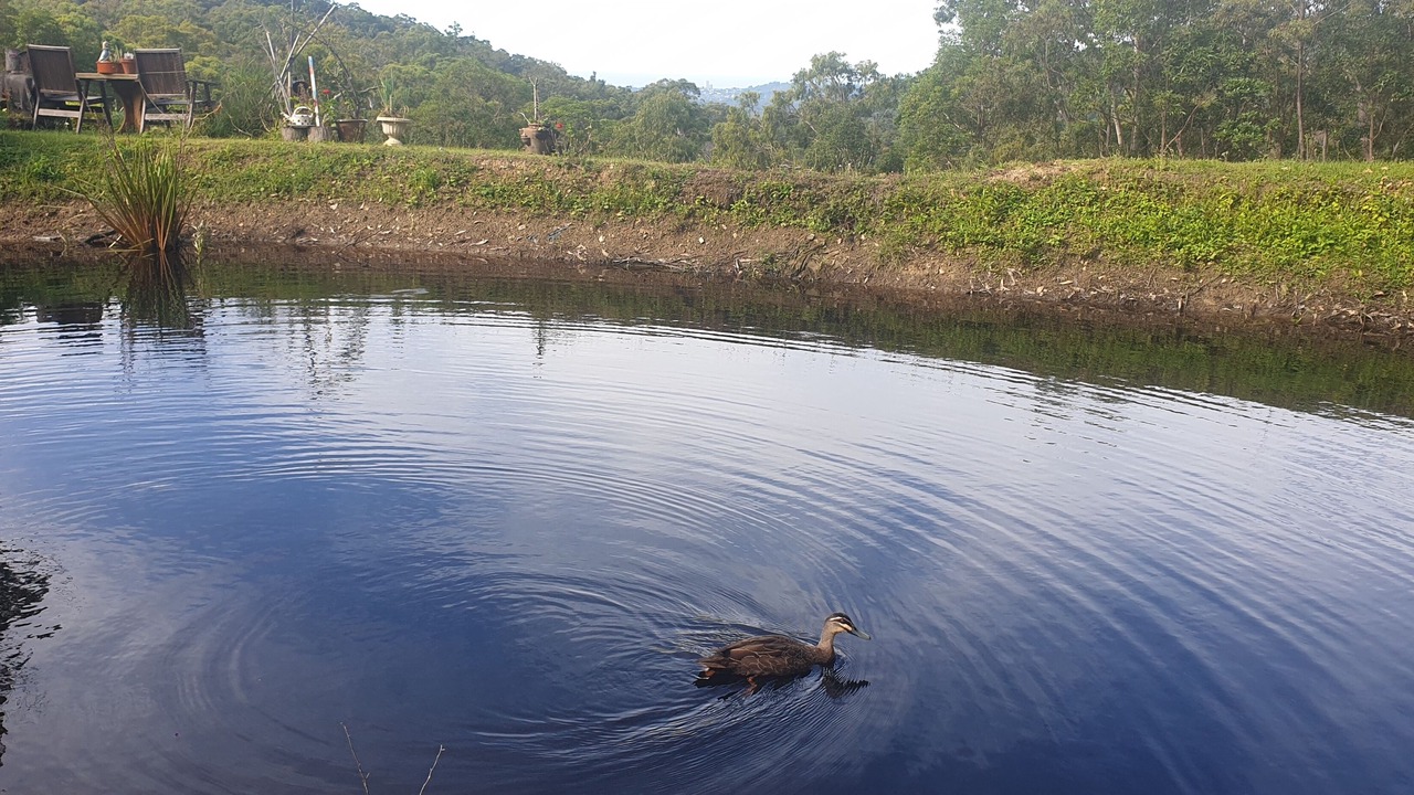 Photo of Others in Bonogin