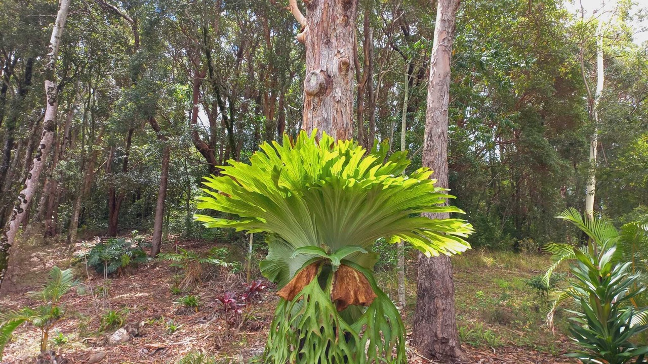 Photo of Outdoor in Doonan