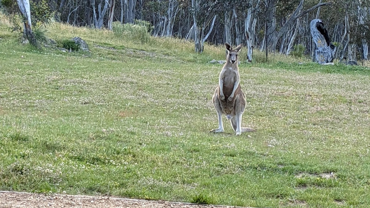 Photo of Outdoor in Crackenback