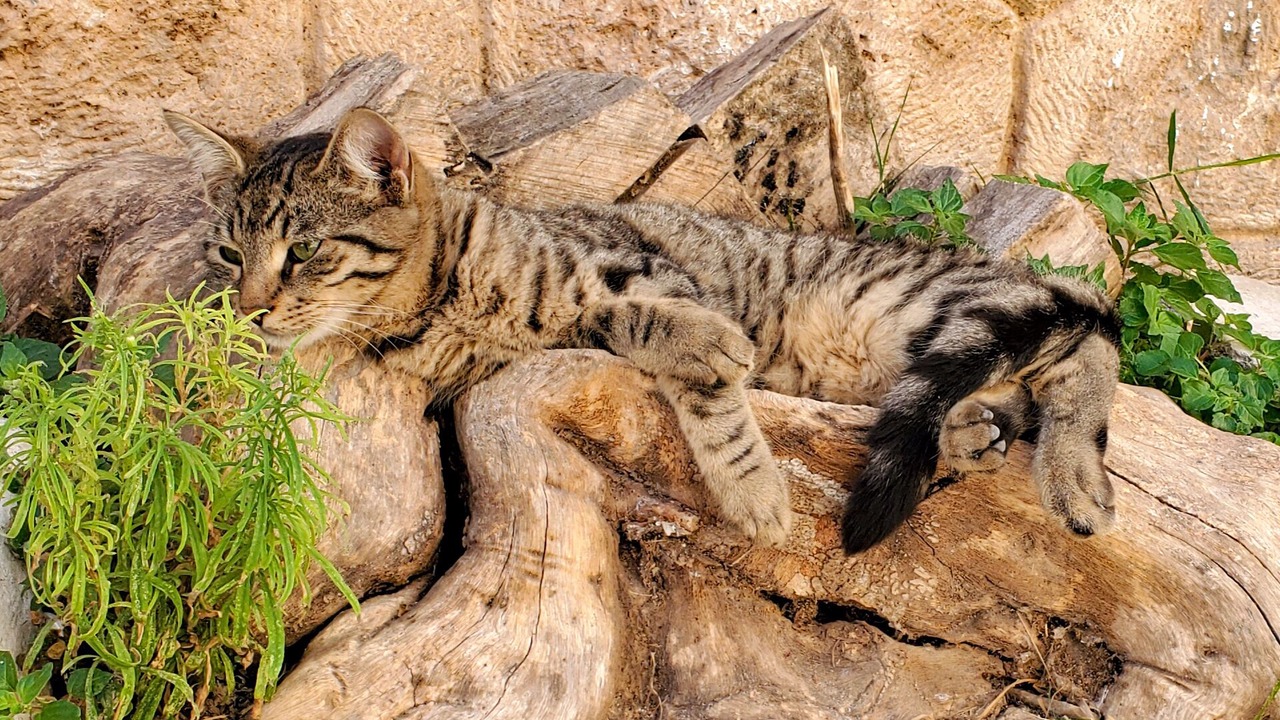 Photo of Others in Aegina Town