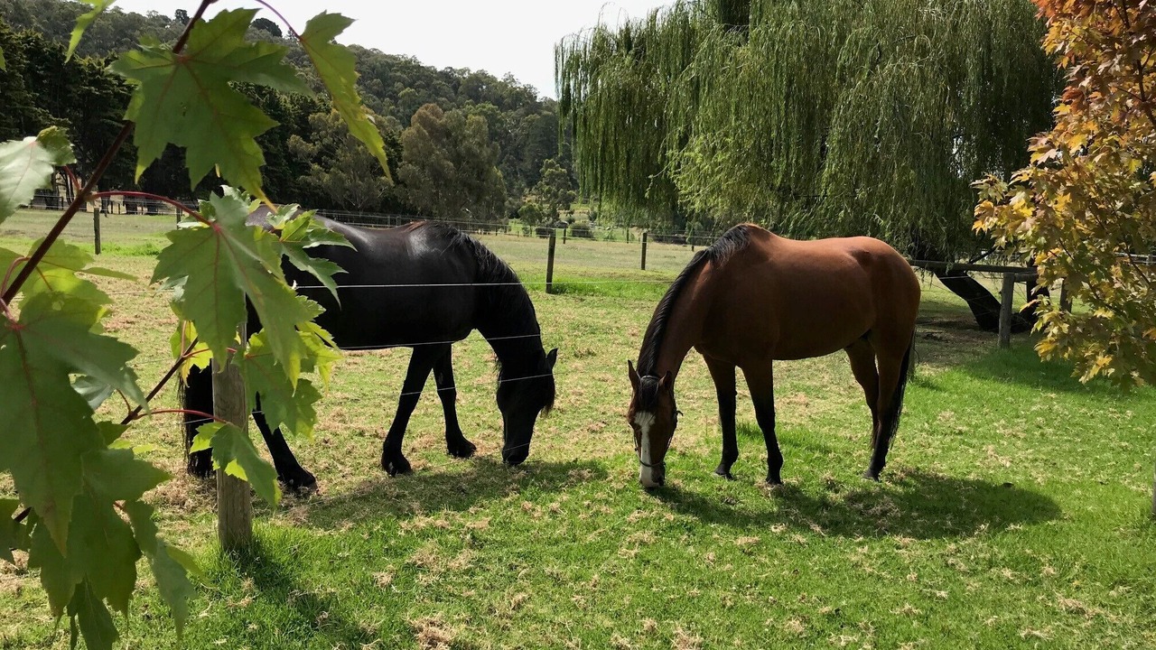 Photo of Outdoor in Yarra Glen
