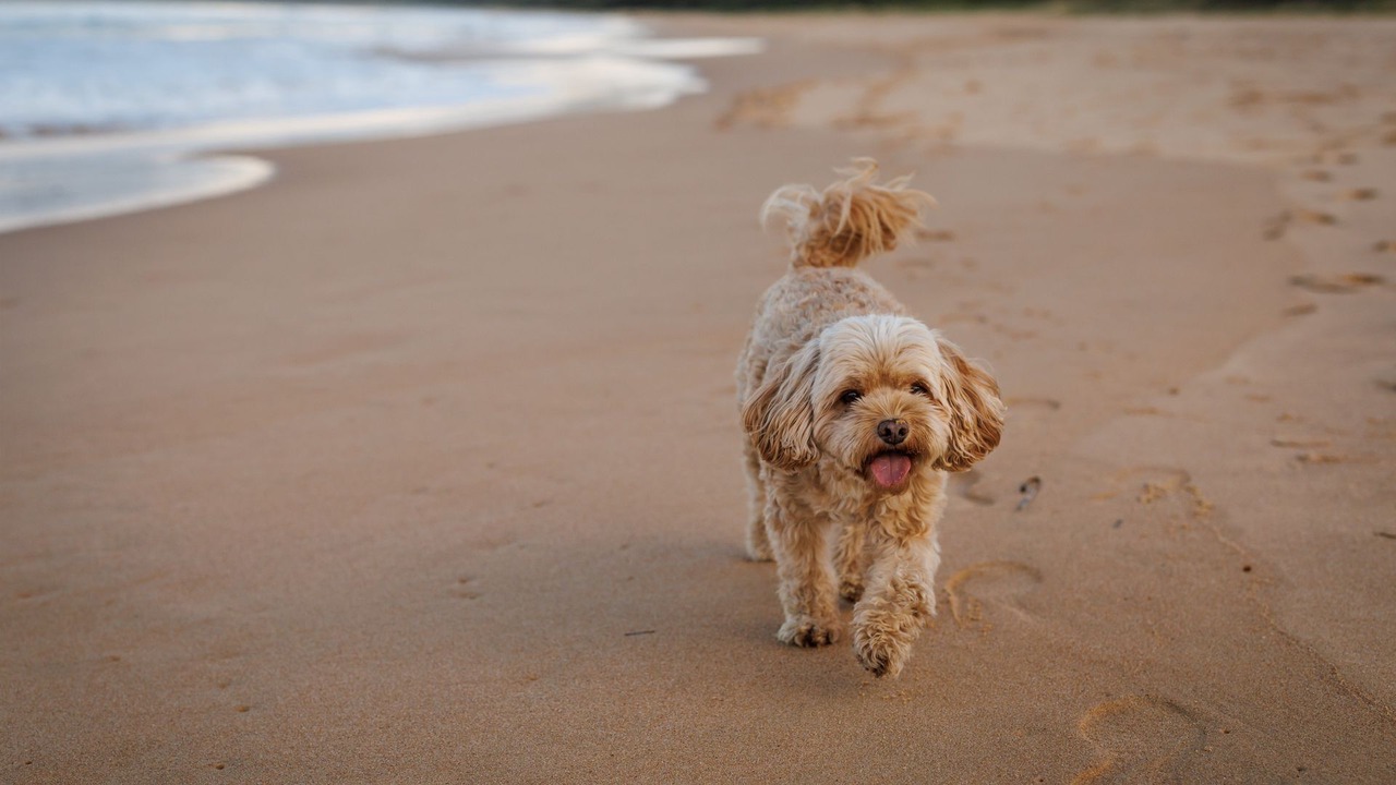 Photo of Others in Culburra Beach