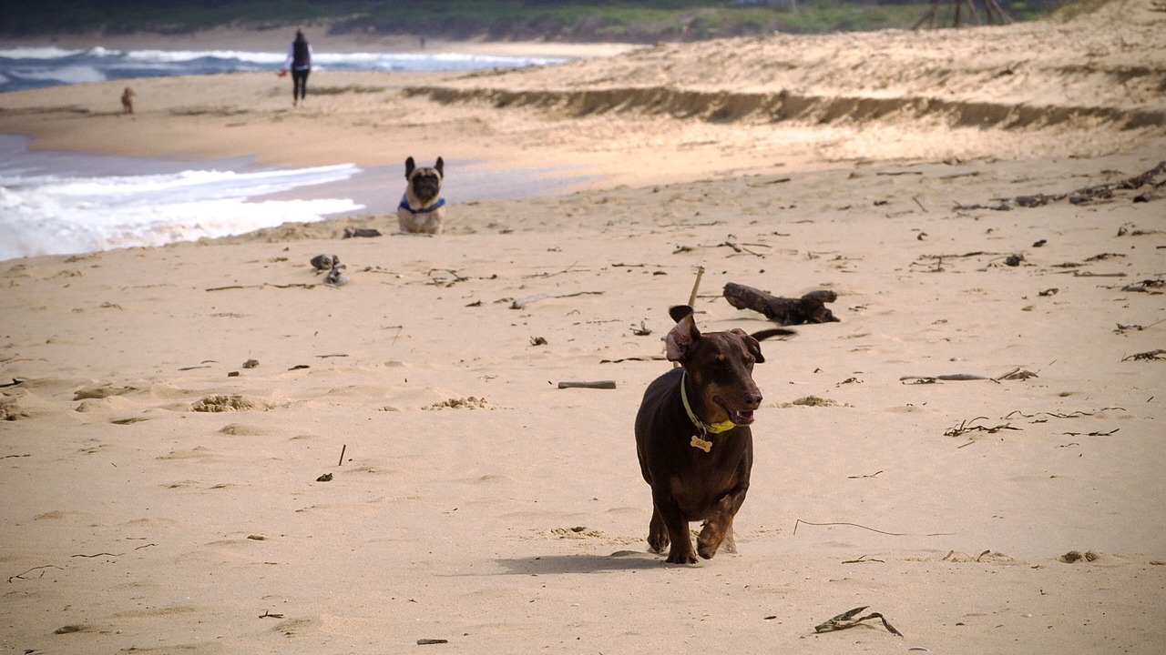 Photo of Others in Ettalong Beach