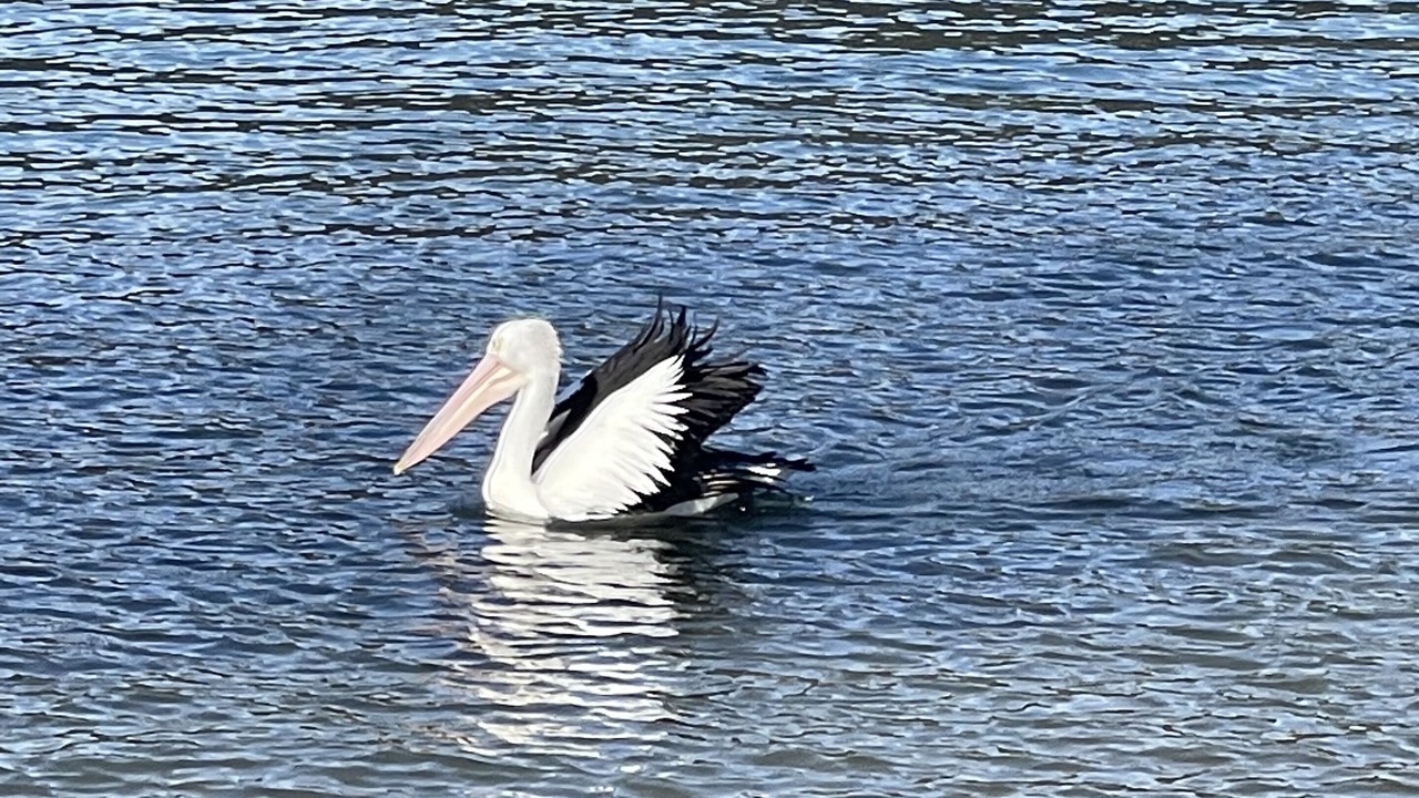 Photo of Others in Ettalong Beach