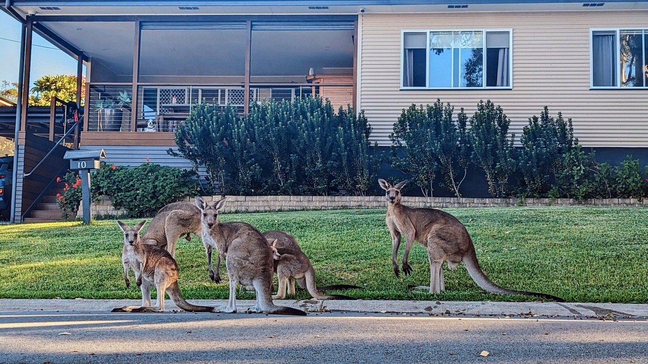Photo of Others in Wyee Point