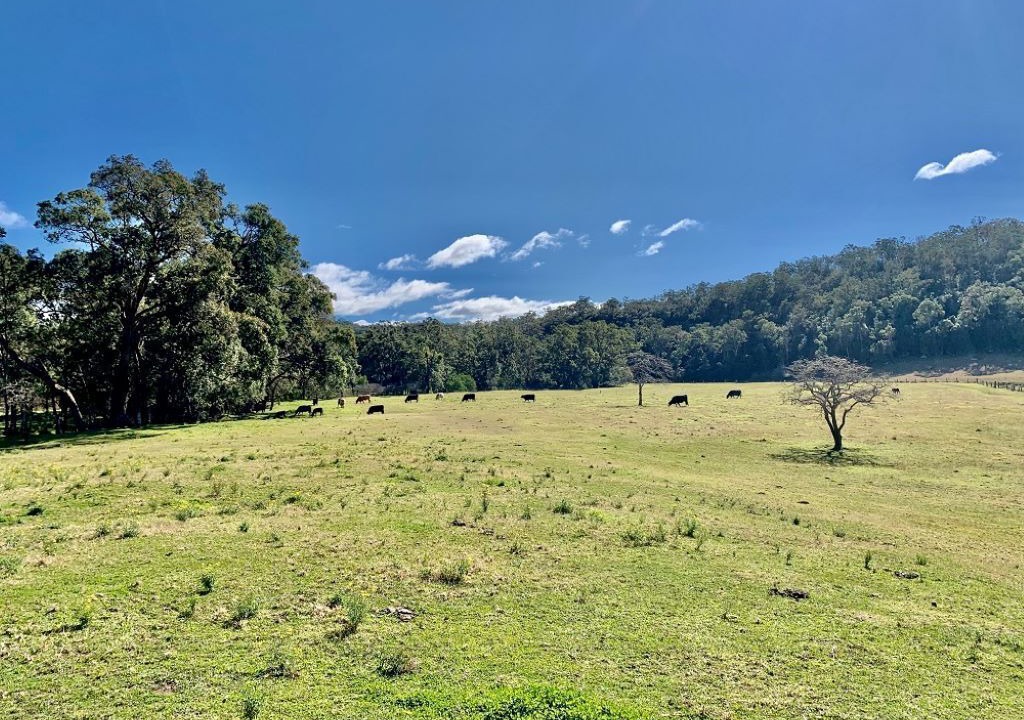 Photo of Others in Wollombi