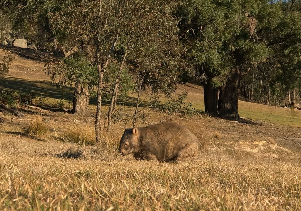 Photo of Outdoor in Rylstone