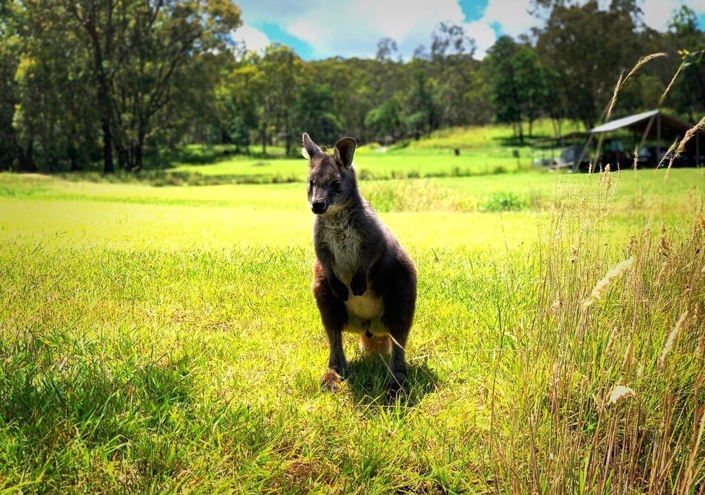 Photo of Others in Rylstone