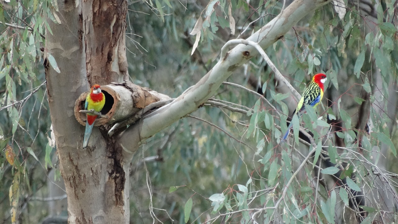 Photo of Outdoor in Killawarra