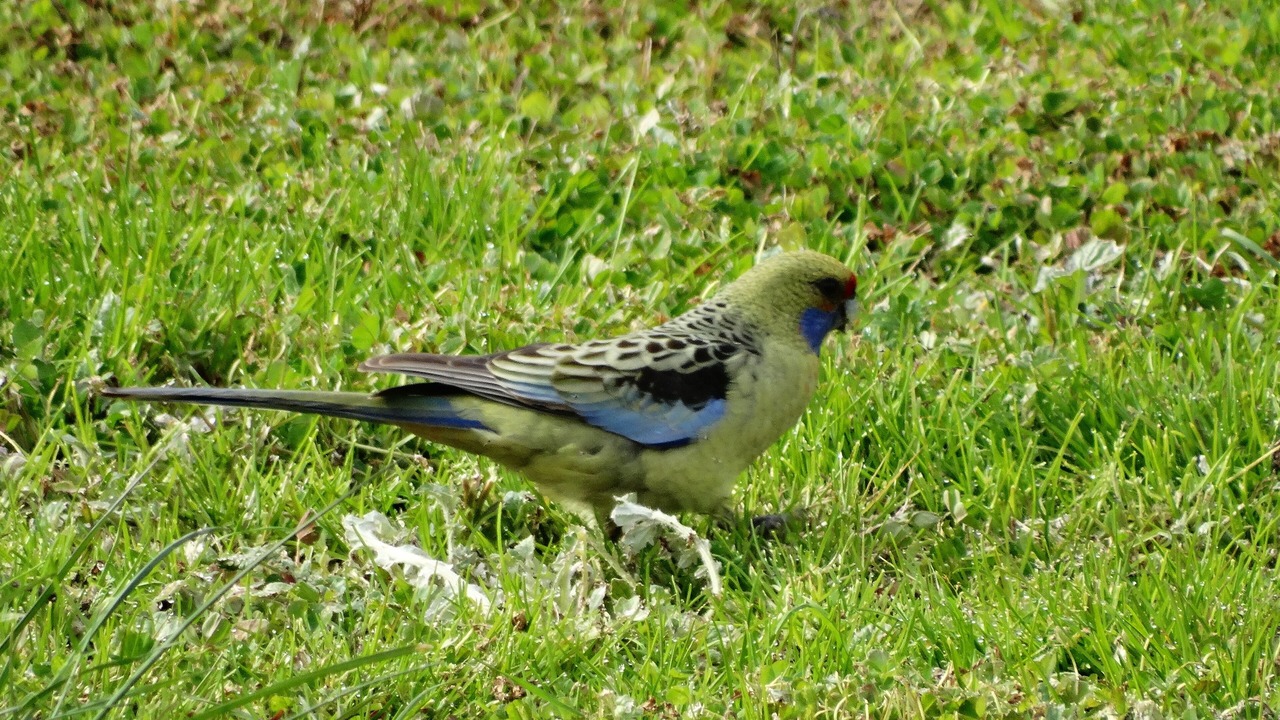 Photo of Outdoor in Killawarra