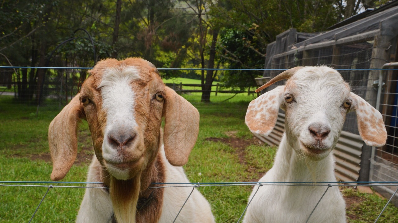 Photo of Others in Kangaroo Valley