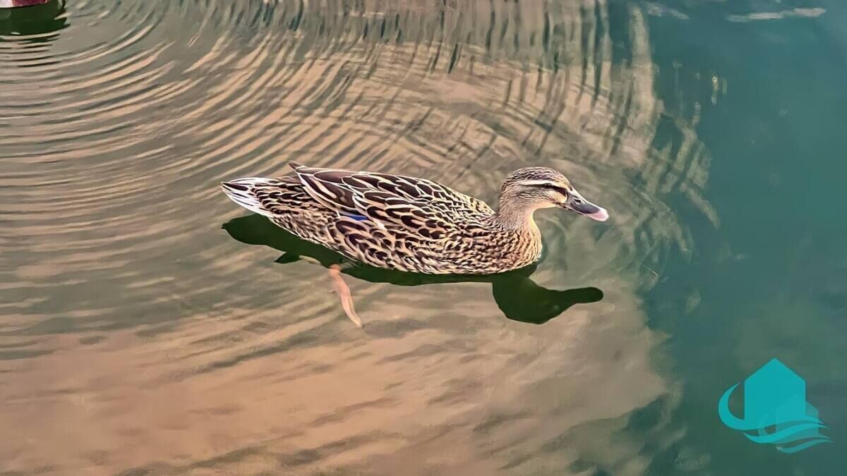 Photo of Others in Bonnells Bay