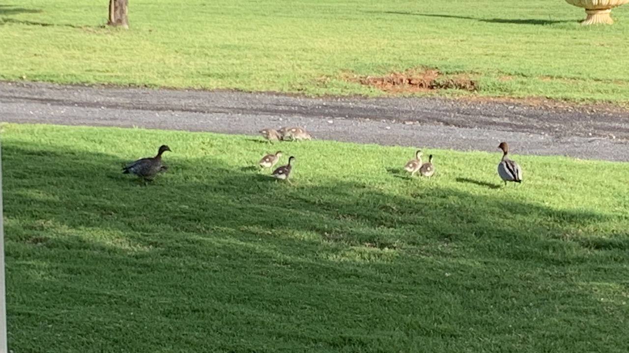 Photo of Others in Central Mudgee