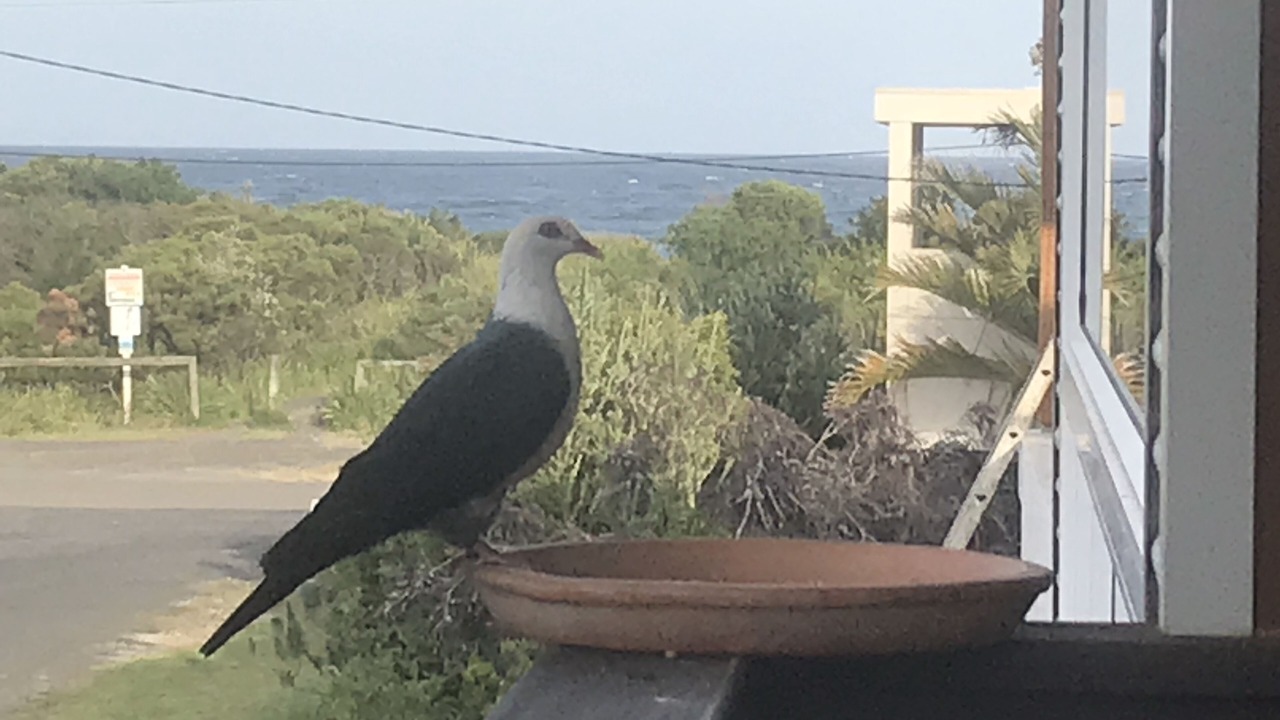 Photo of Others in Narrawallee