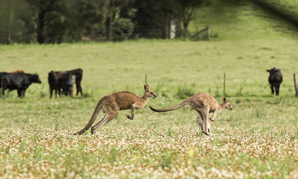 Photo of Others in Kangaroo Valley
