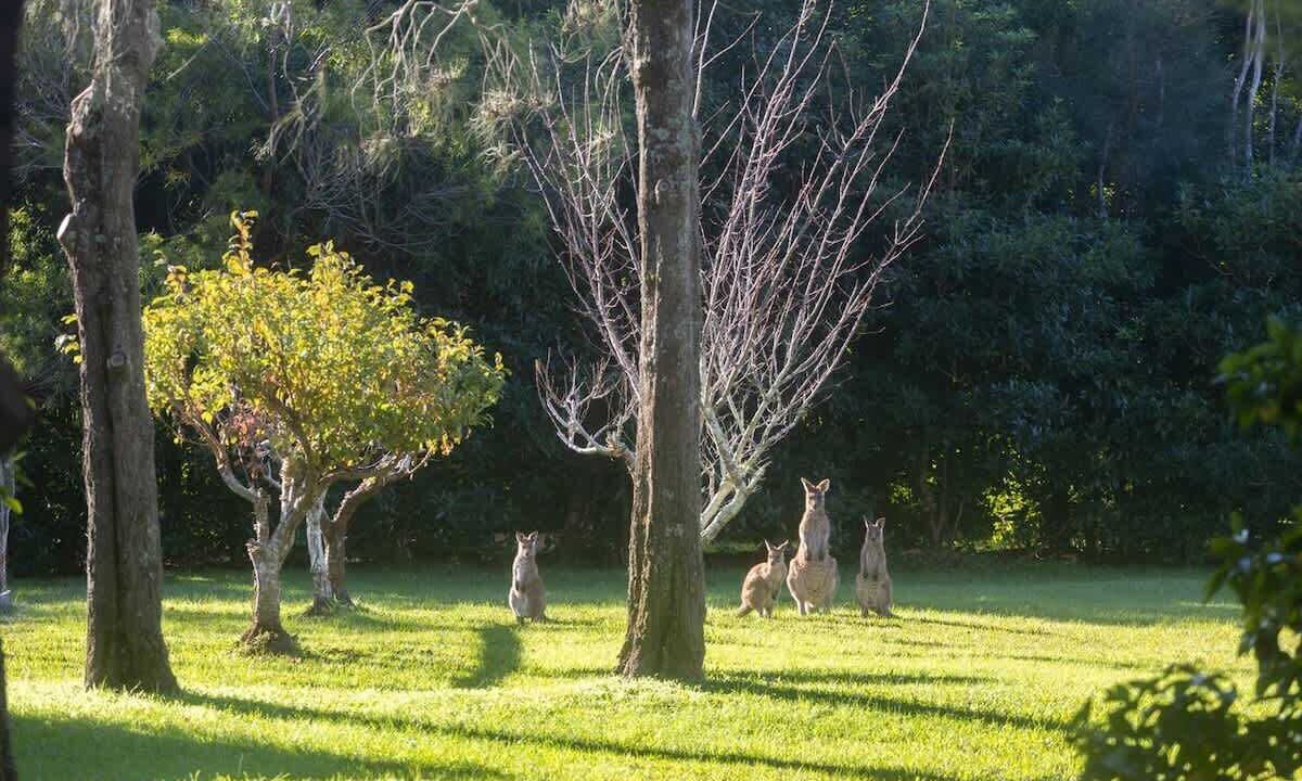 Photo of Others in Bawley Point