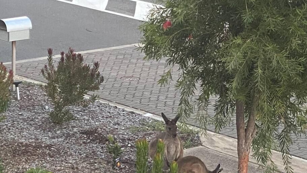 Photo of Outdoor in Aldinga Beach