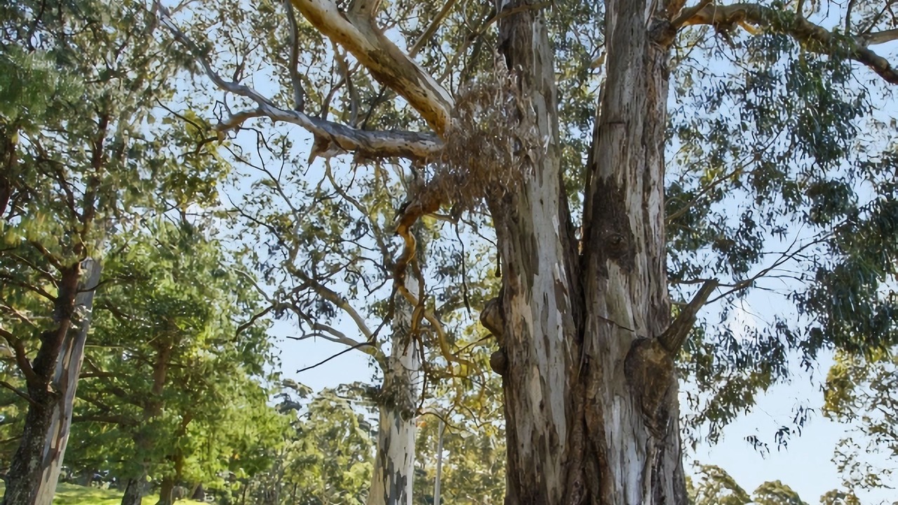 Photo of Outdoor in Bilpin