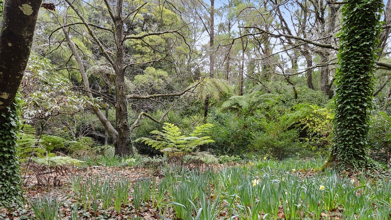 Photo of Outdoor in Mount Wilson