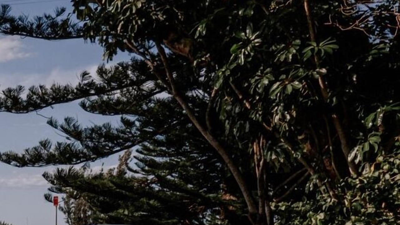 Photo of Others in Port Stephens Council