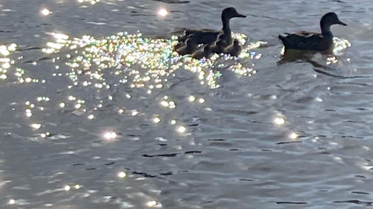 Photo of Others in Bar Point
