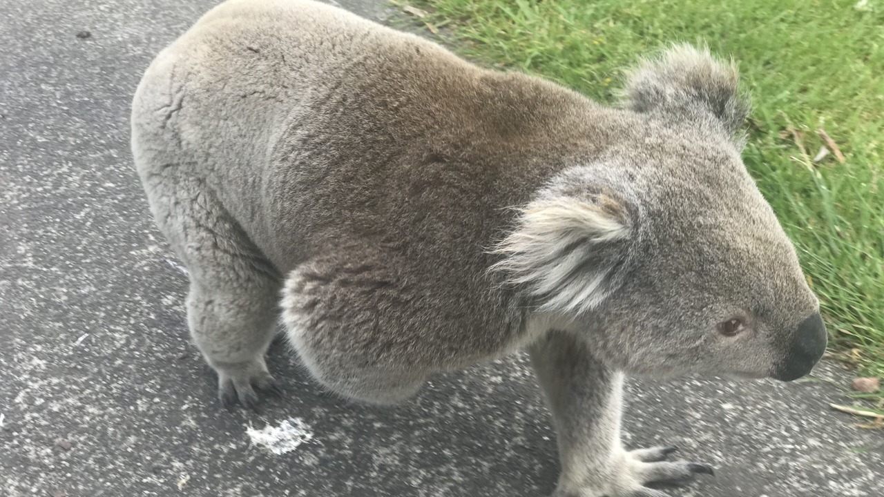 Photo of Others in Inverloch