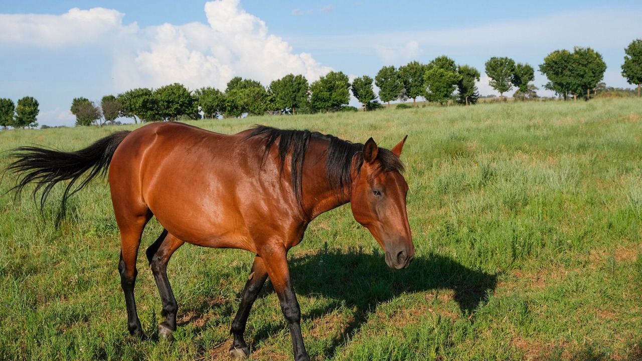 Photo of Outdoor in Gulgong