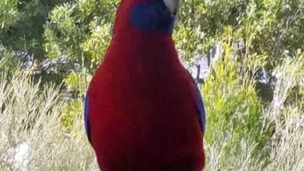 Photo of Others in Halls Gap