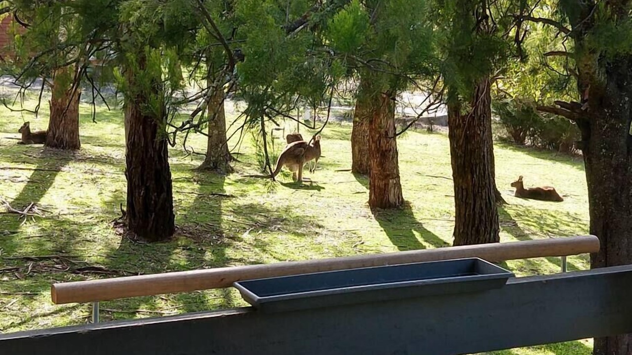 Photo of Others in Halls Gap