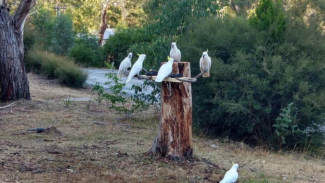 Photo of Others in Halls Gap