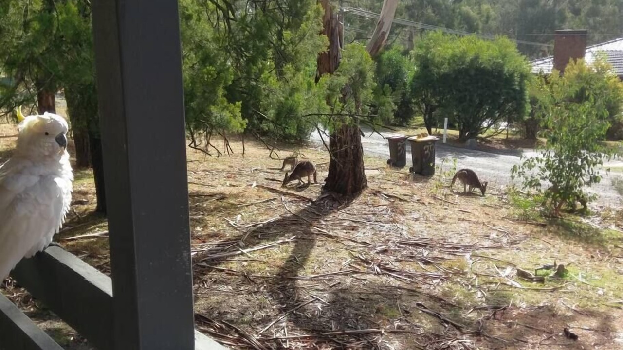 Photo of Others in Halls Gap