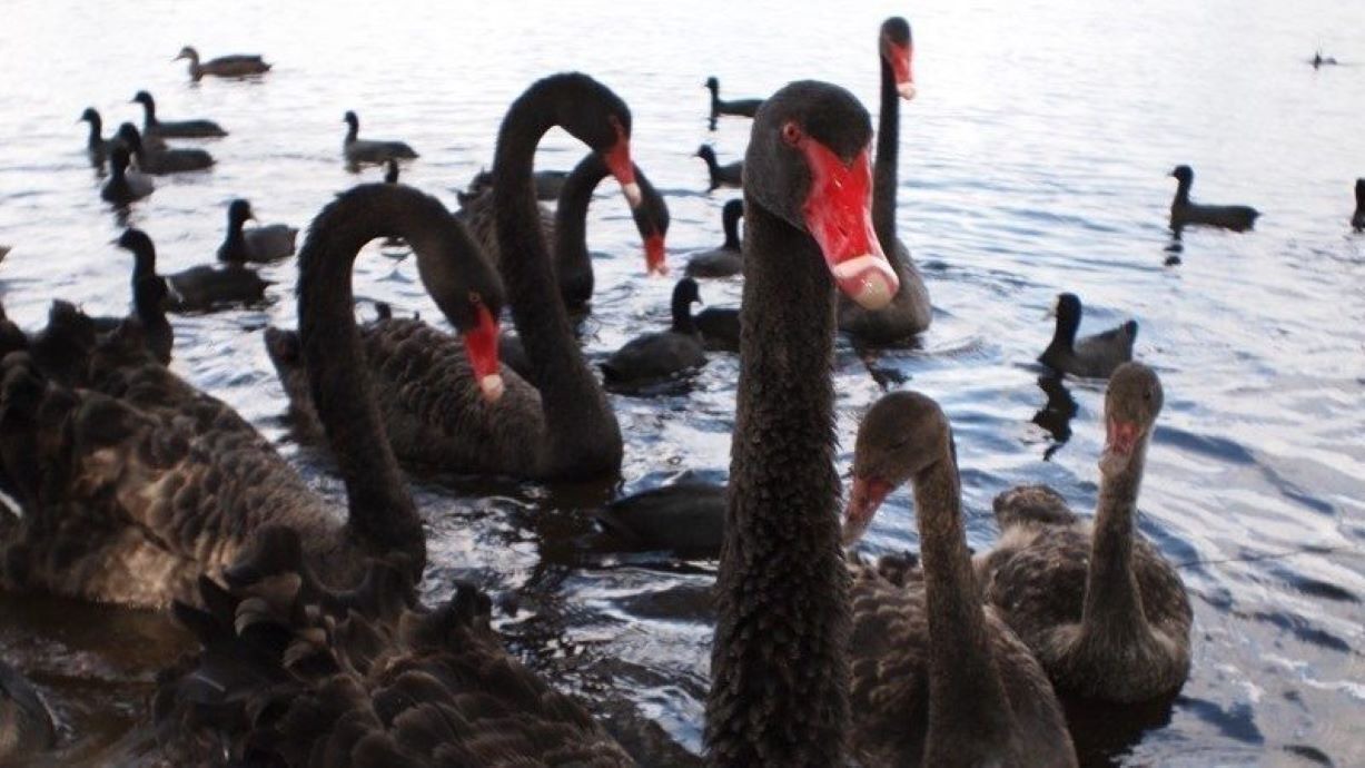 Photo of Others in Rosebud