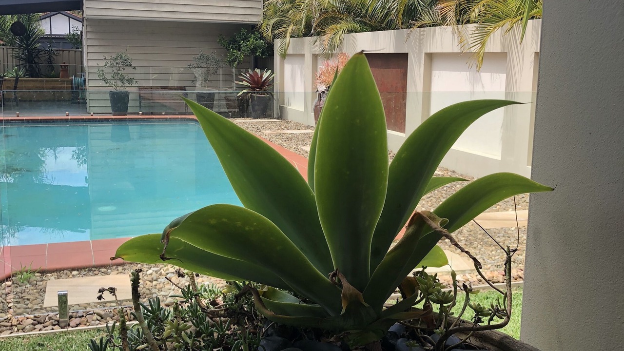 Photo of Outdoor in Earlwood