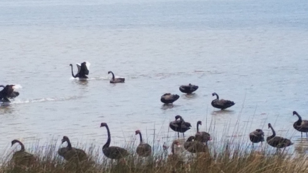 Photo of Others in Australind