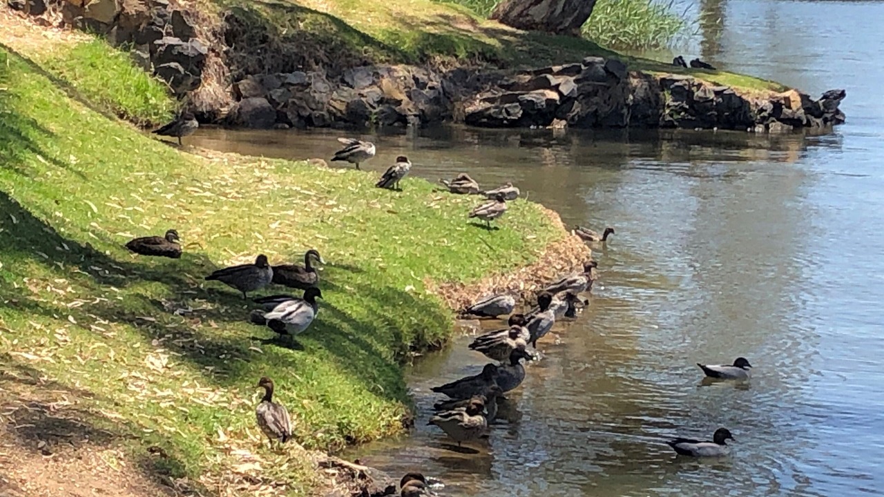 Photo of Others in Nagambie