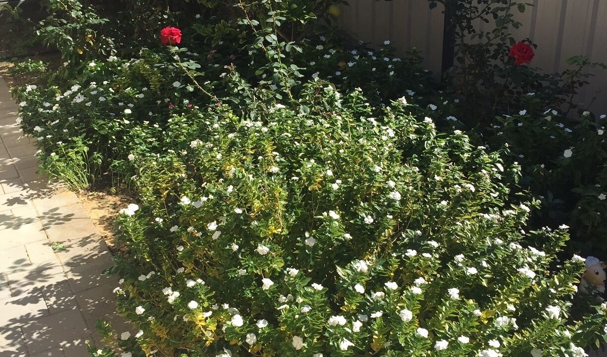 Photo of Outdoor in Meadow Springs