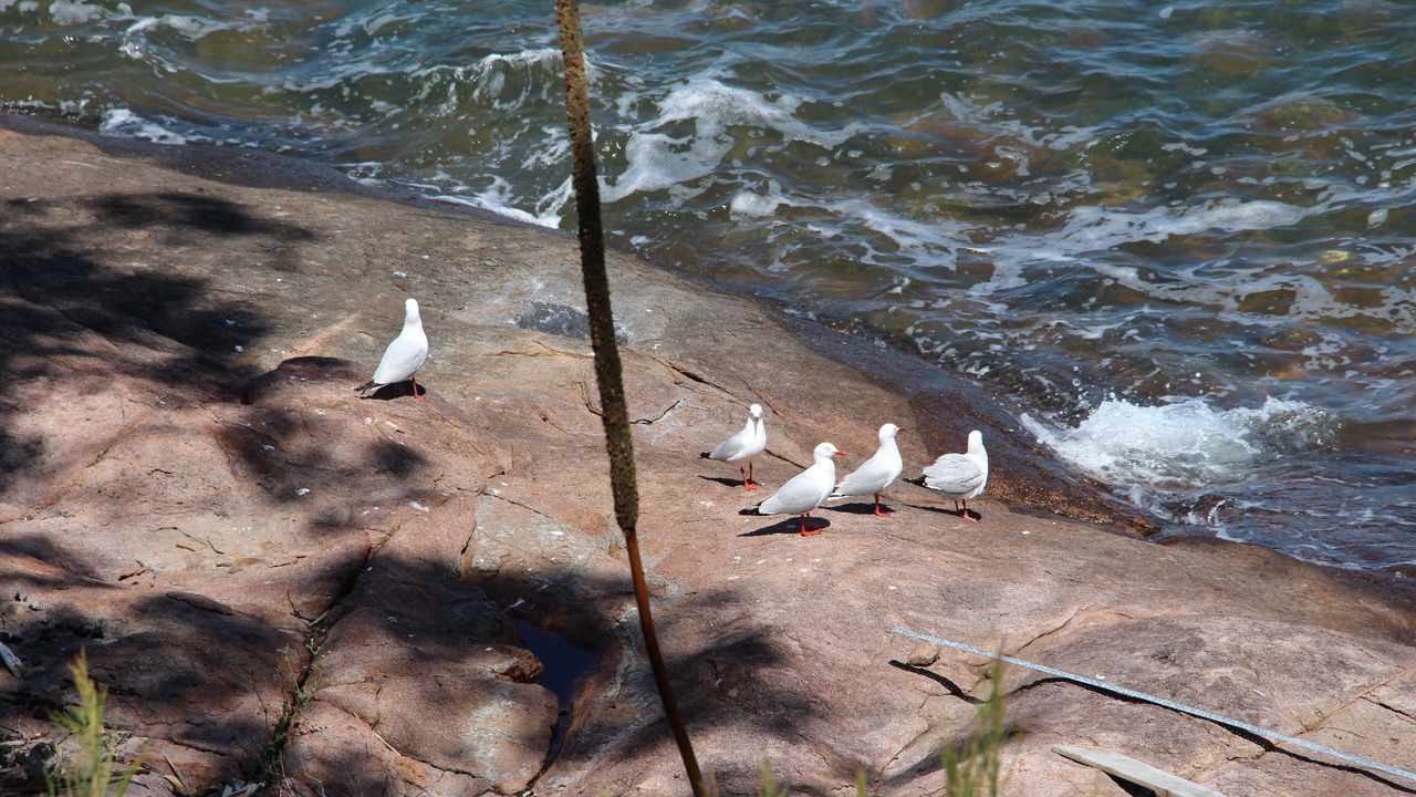 Photo of Others in North Arm Cove