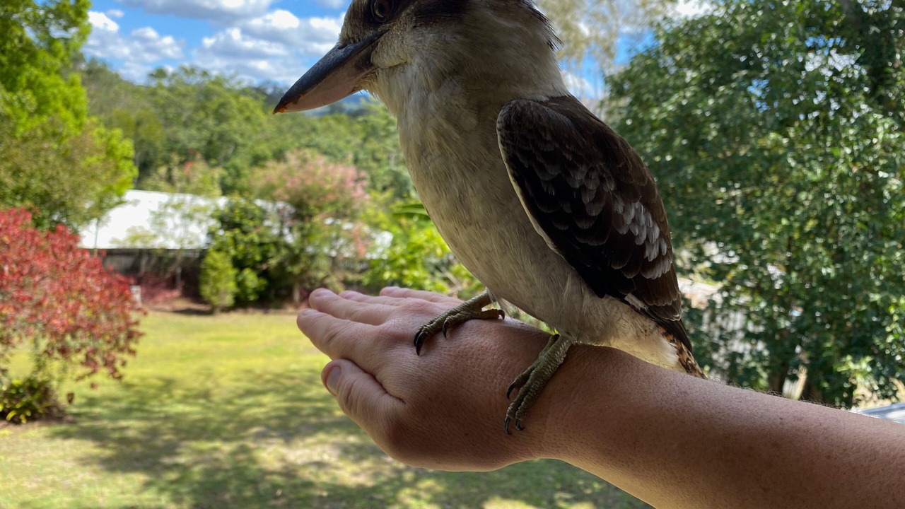 Photo of Outdoor in Mooloolah Valley
