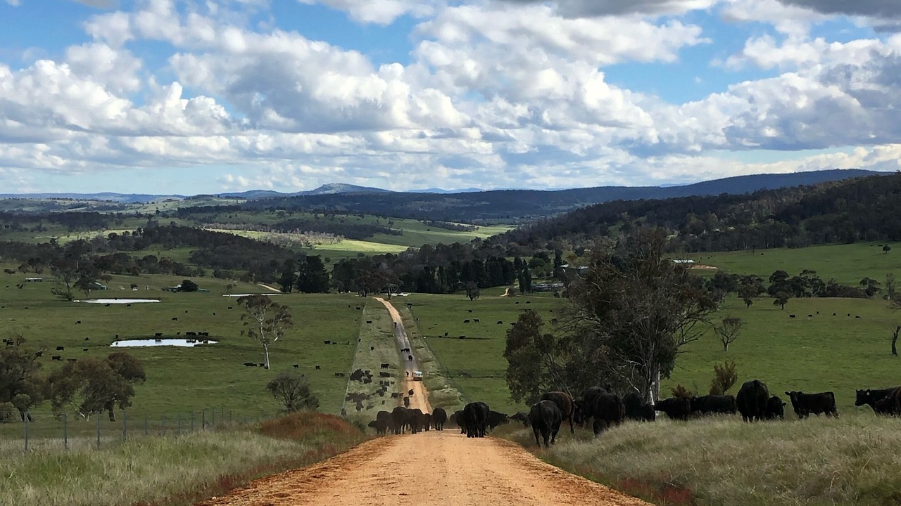 Photo of Others in Adaminaby
