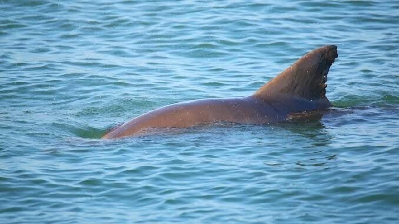 Photo of Others in Denhams Beach
