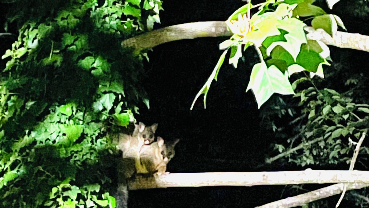Photo of Outdoor in Cockatoo