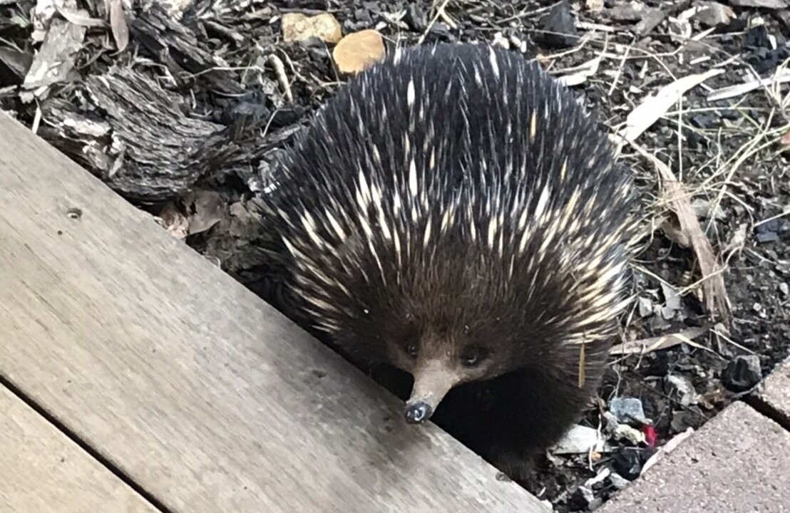 Photo of Others in Cockatoo