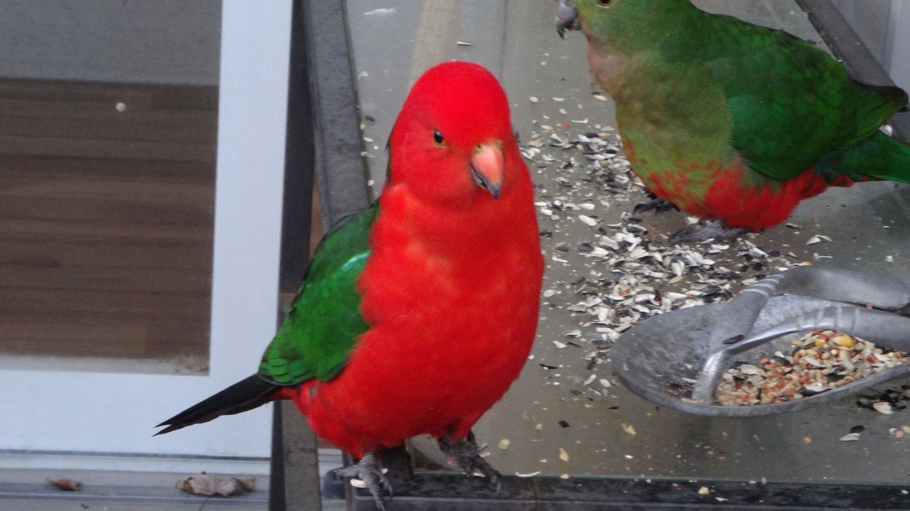 Photo of Others in Anglesea