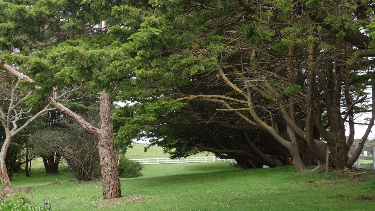 Photo of Outdoor in Cape Jervis