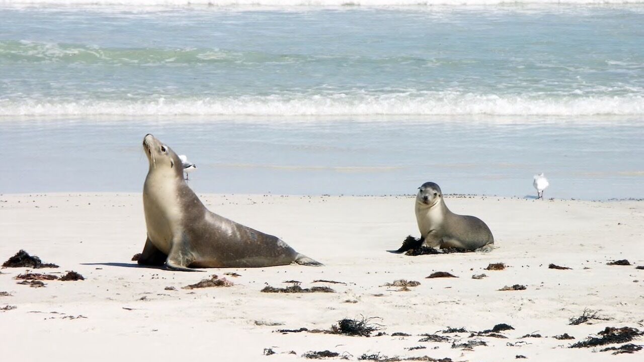 Photo of Others in Island Beach