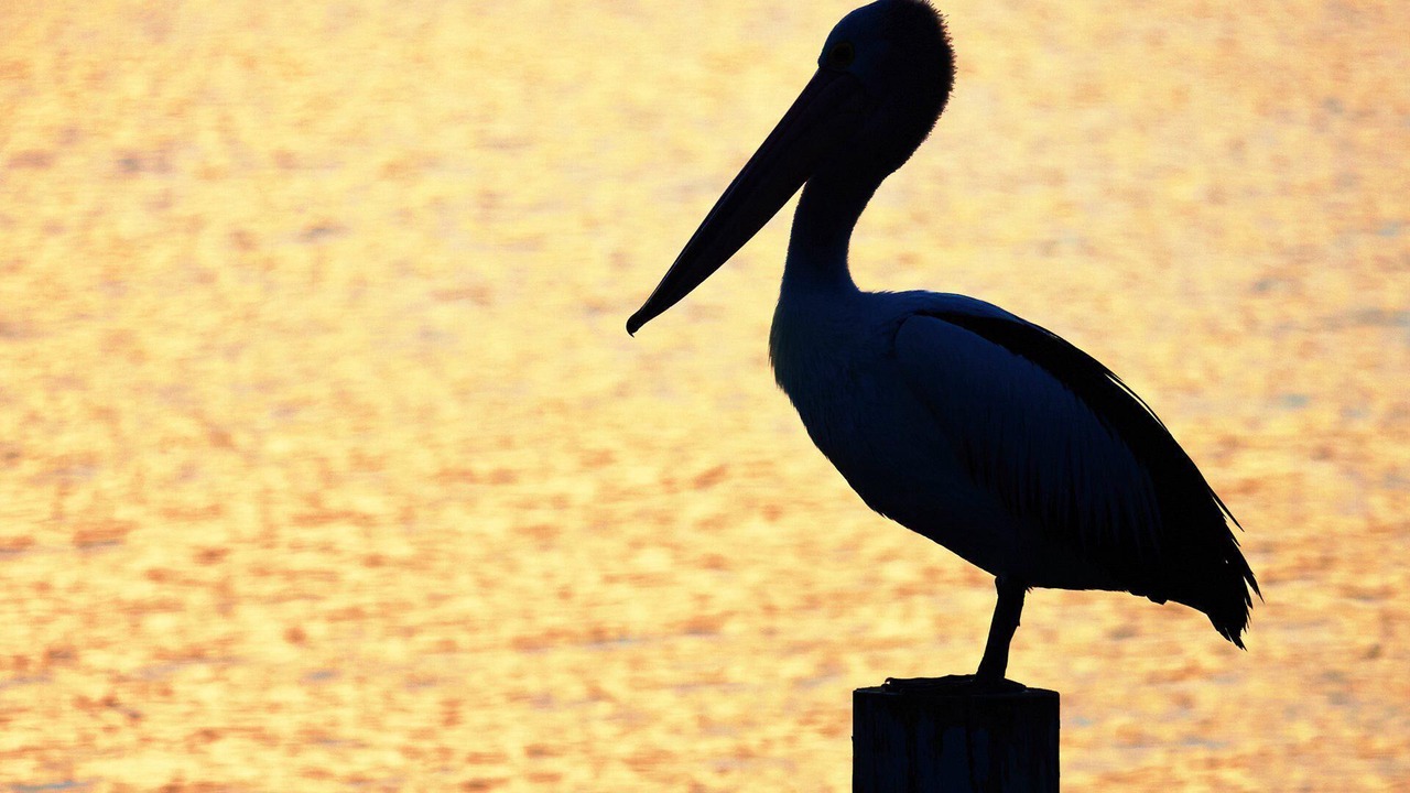 Photo of Others in Tuncurry