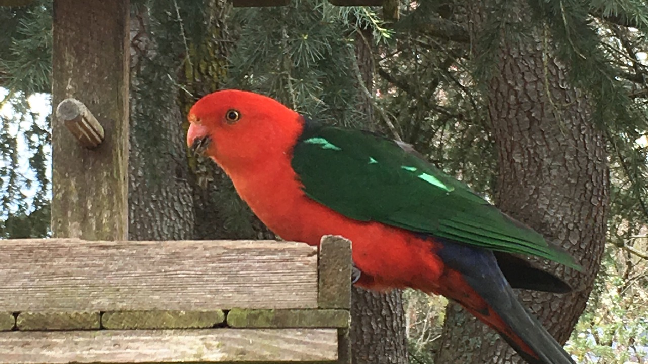 Photo of Outdoor in Porepunkah