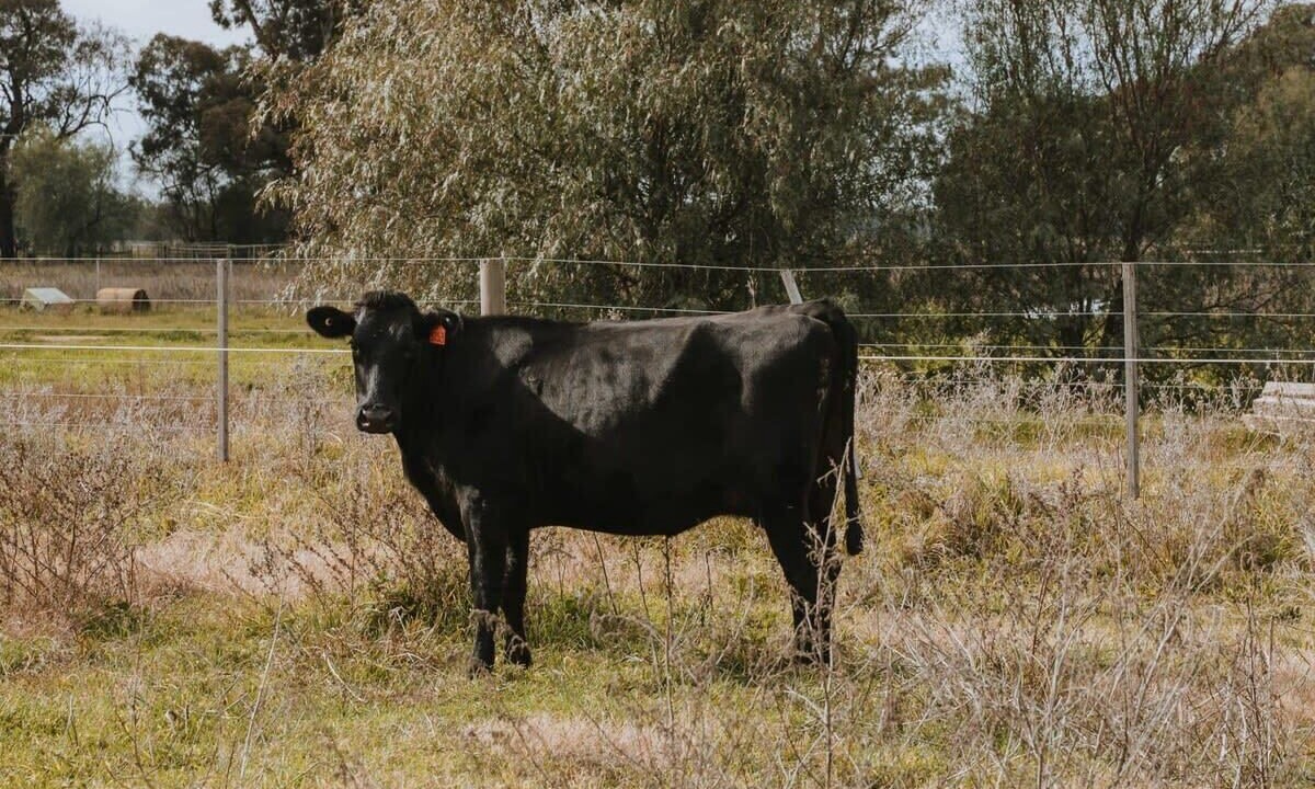 Photo of Others in Mundoona