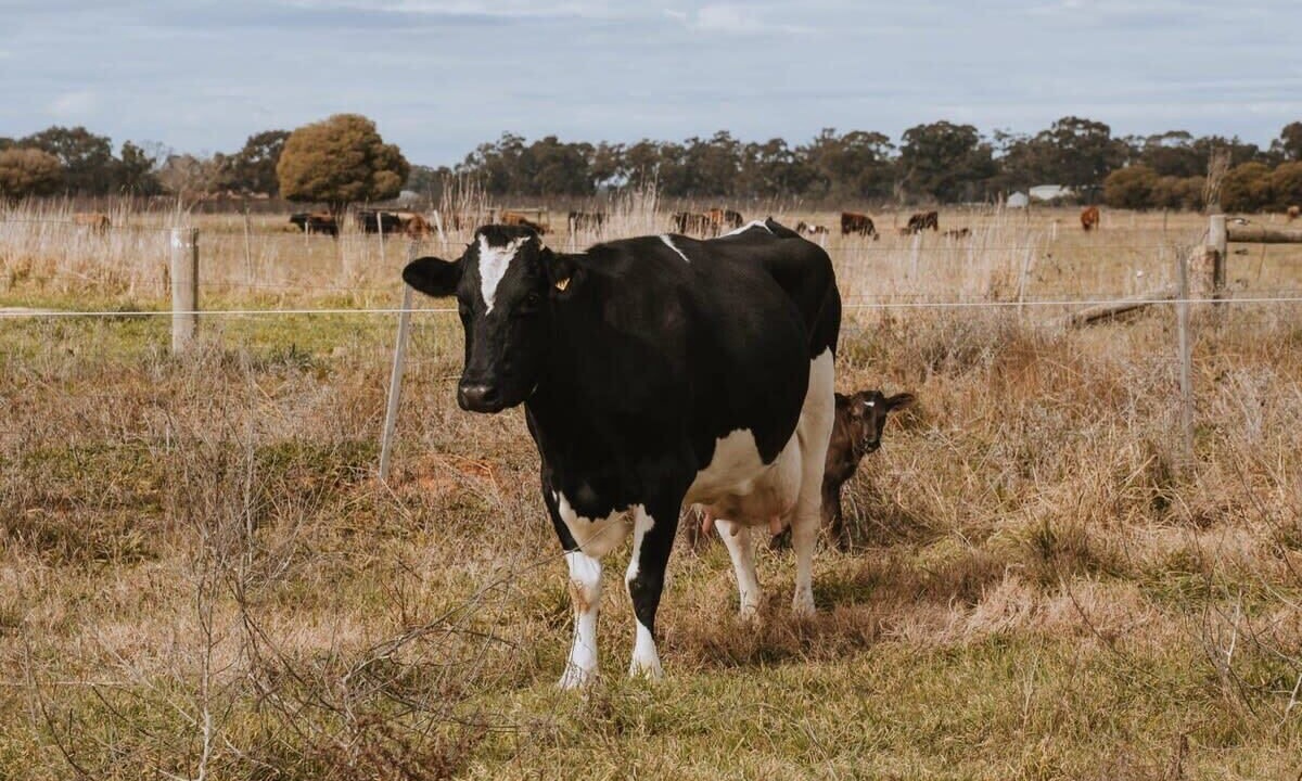 Photo of Others in Mundoona